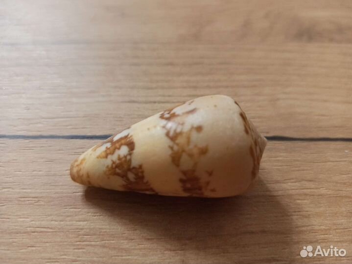 Морская раковина