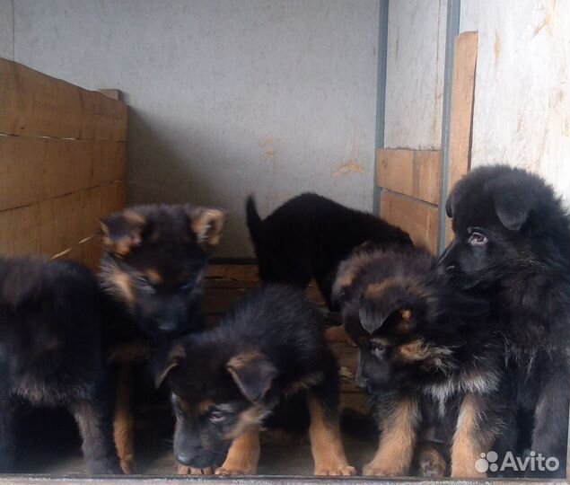 Немецкая овчарка