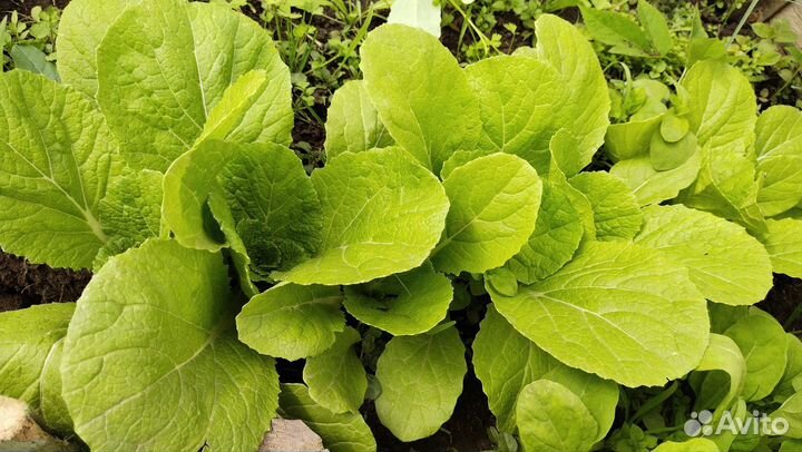 Рассада цветной капусты