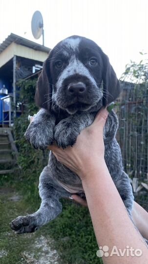 Щенок дратхаара