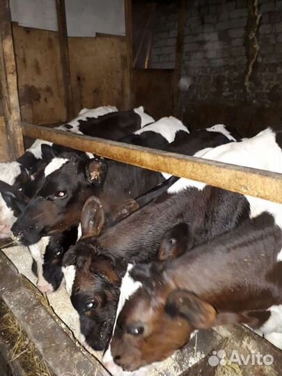 Бычков и телушек