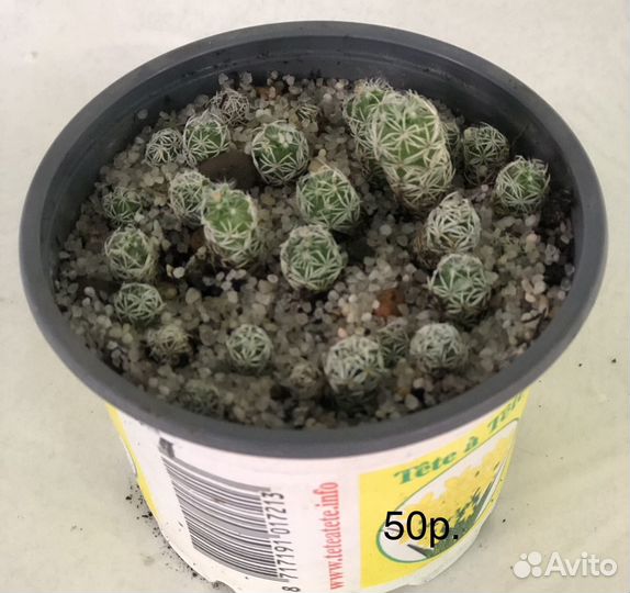 Суккуленты,кактусы