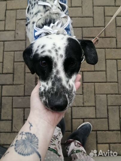 Собака в добрые руки отдам бесплатно