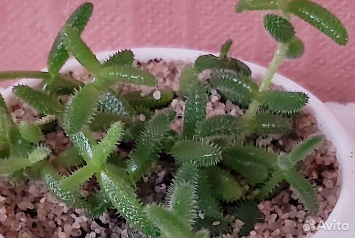 Delosperma