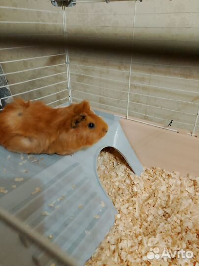 Морская свинка с клеткой