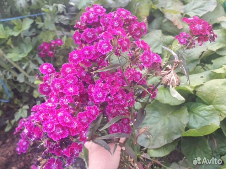 Многолетники для сада