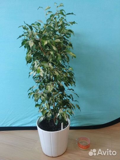 Фикусы. Керли