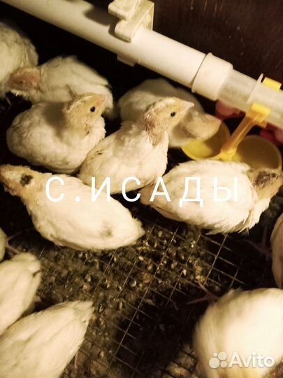 Перепела Техасские суточные, подрощенные