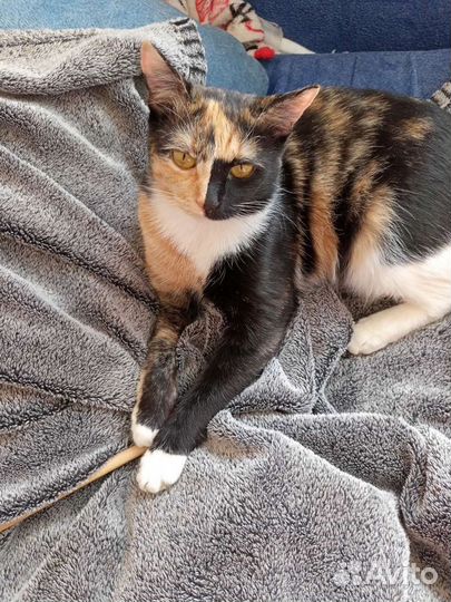 Кошечка 1,5 года,стерилизована