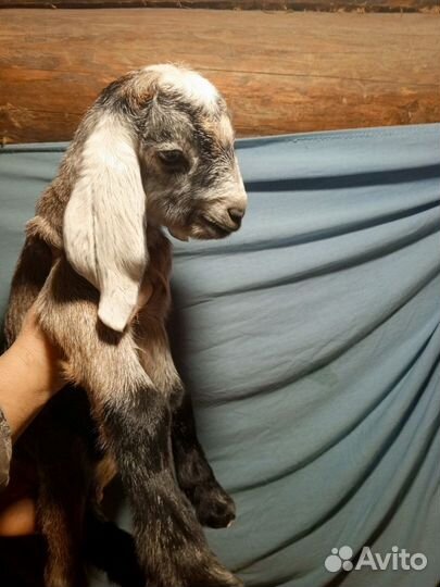 Продажа козлят