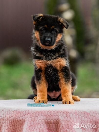 Щенки немецкой овчарки