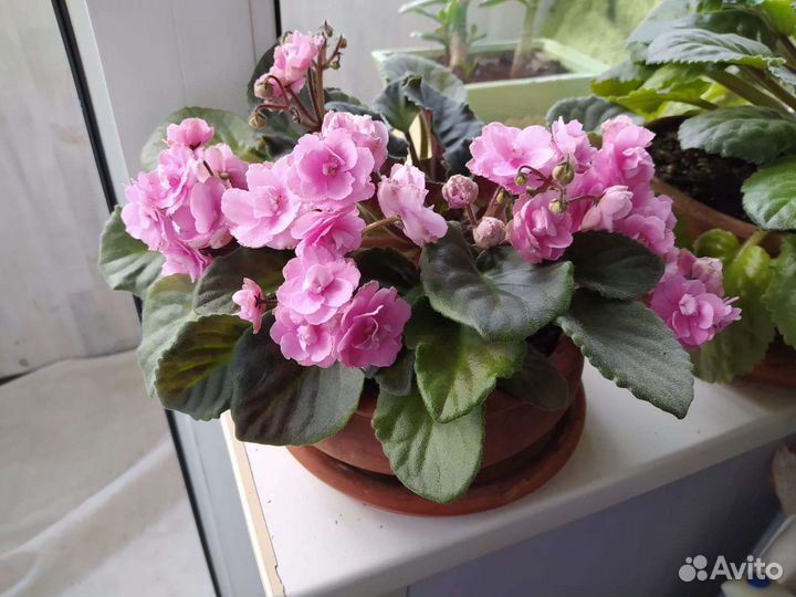 Сортовые сенполии