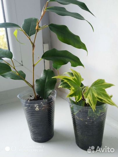 Комнатные растения