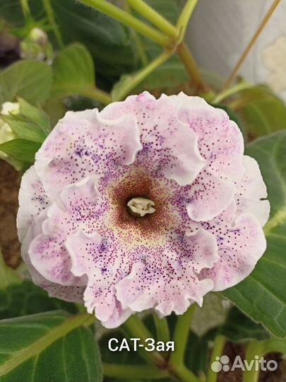 Глоксинии махровые