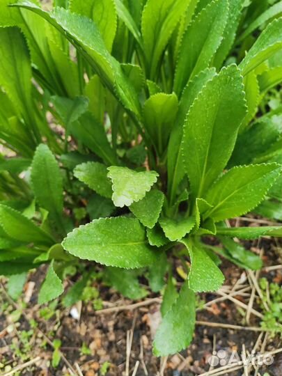 Ромашка саженцы