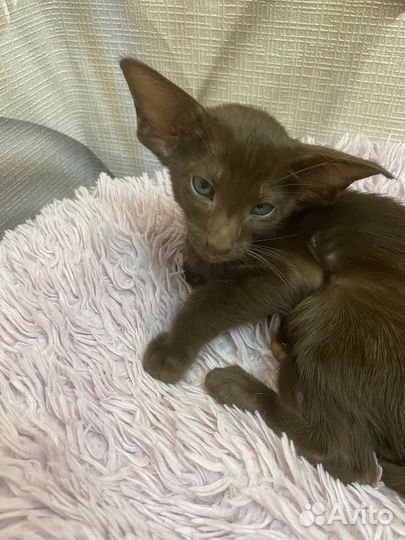 Ориентальные котята