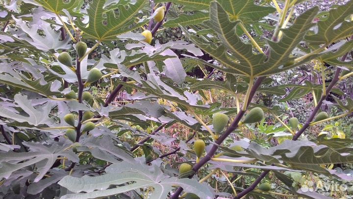 Саженцы инжира