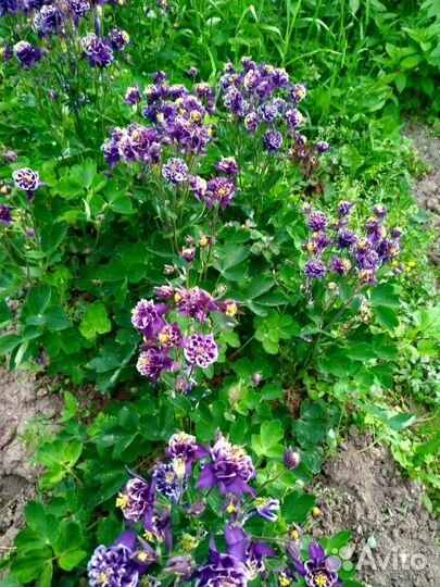 Аквилегия: саженцы