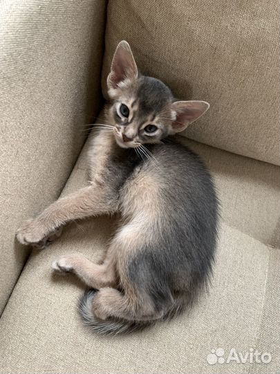 Абиссинские котята