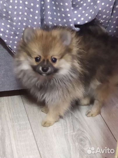Померанский шпиц мини девочка