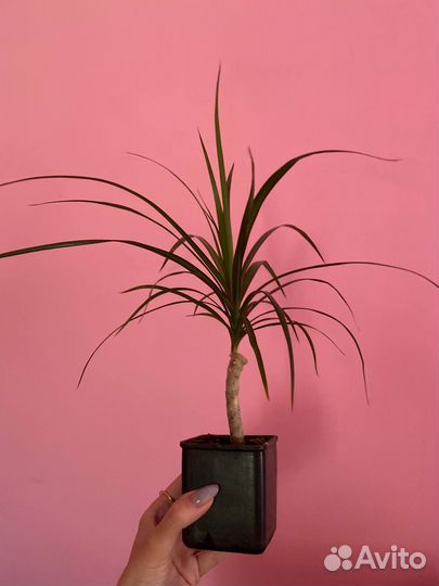 Пальма драцена