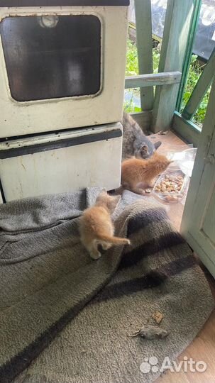 Котята