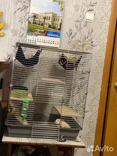 Декоративная крыса дамбо