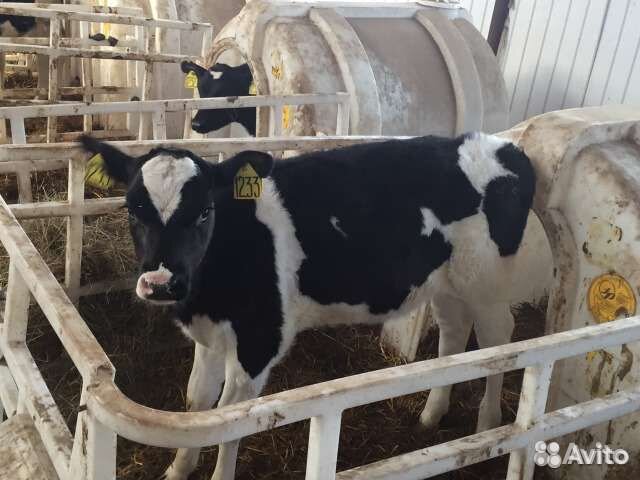 Телята мясной породы