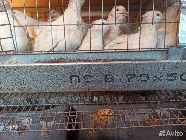 Яйца перепелиные домашние