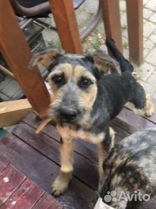 Собака в добрые руки