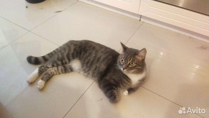 Кошек в дар