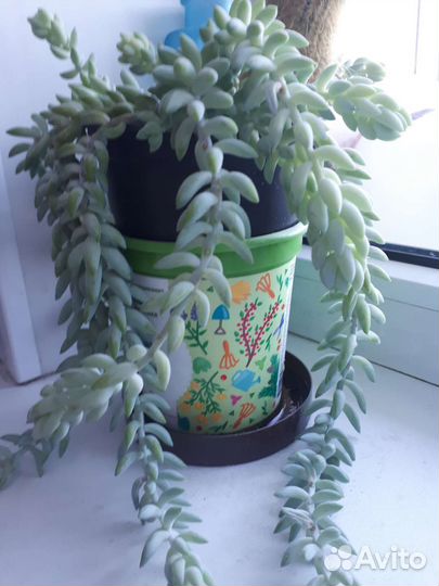 Очиток Моргана (обезьяний хвост)