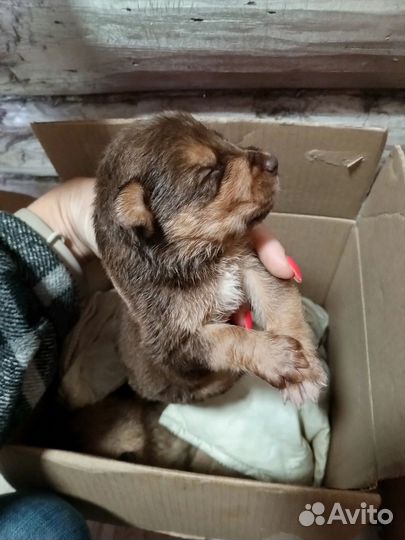 Отдам в добрые руки