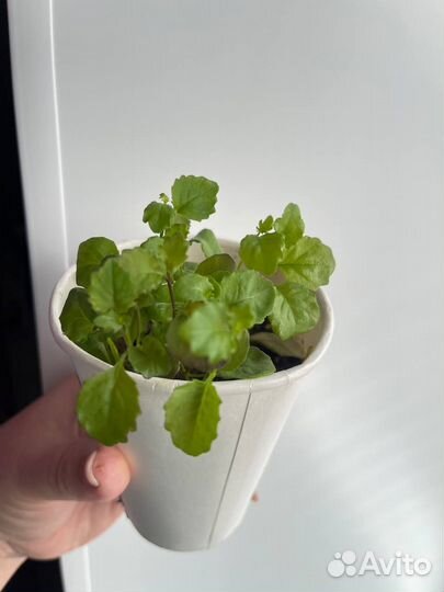 Лобелия плетистая