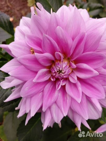 Георгин Фернклив Илюжн