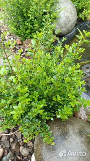 Кизильник горизонтальный