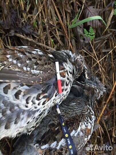 Манки на рябчика «Grouse» комплект 2 шт