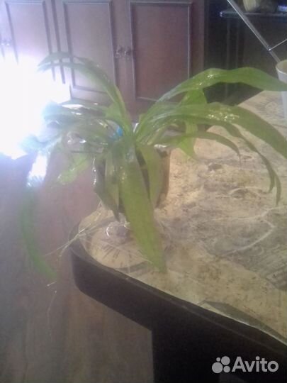 Эхинодорус блехера