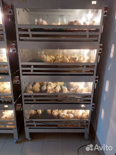 Индюки Индюшата