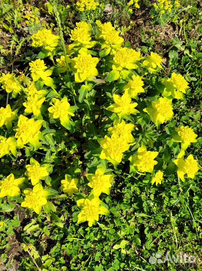 Молочай, чистец, миндаль