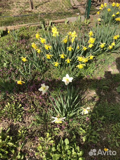 Луковицы нарциссов