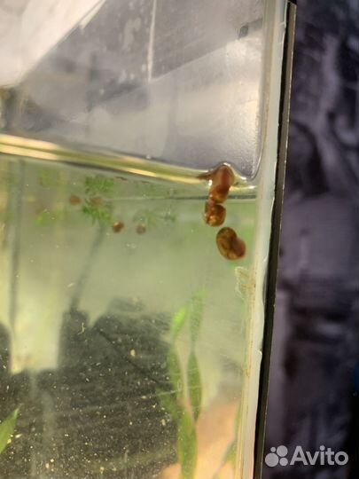 Улитки аквариумные катушка