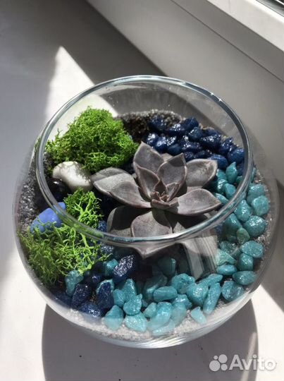 Флорариум суккуленты цветы
