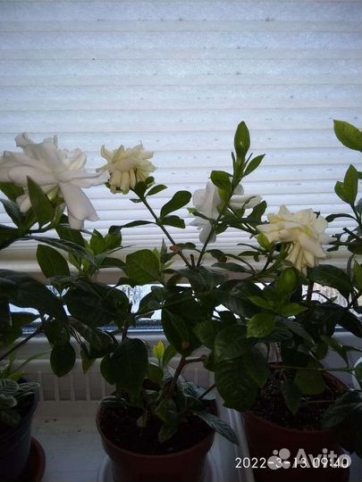 Гардения жасминовидная