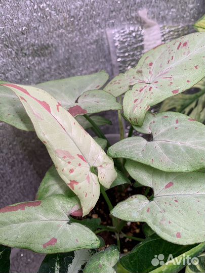 Сингониумы сортовые