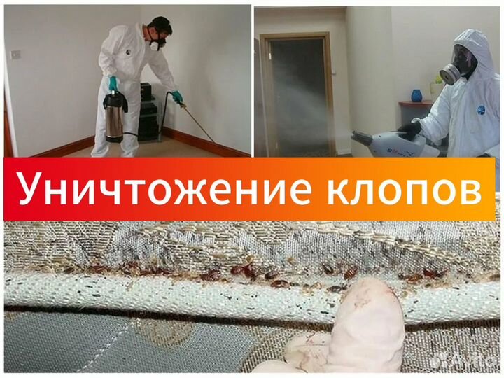 Уничтожение насекомых клопов тараканов
