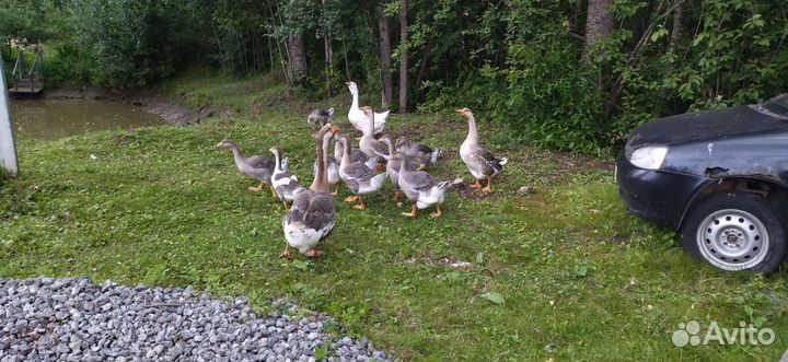 Холмогорские гуси