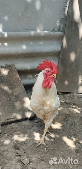 Петухи домашние