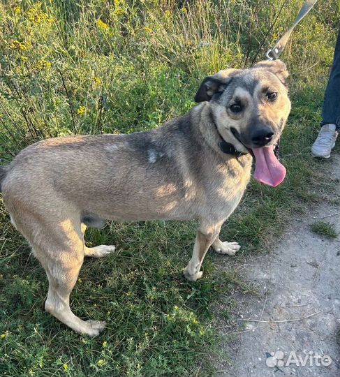 Молодой кобелек