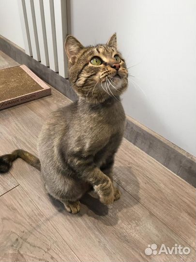 Сема - котик-подросток, кастрат 8 мес в дар